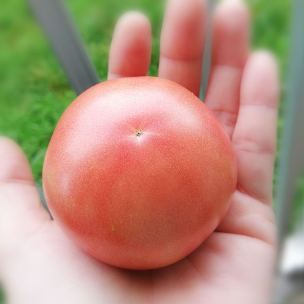 トマト１号🍅の収穫