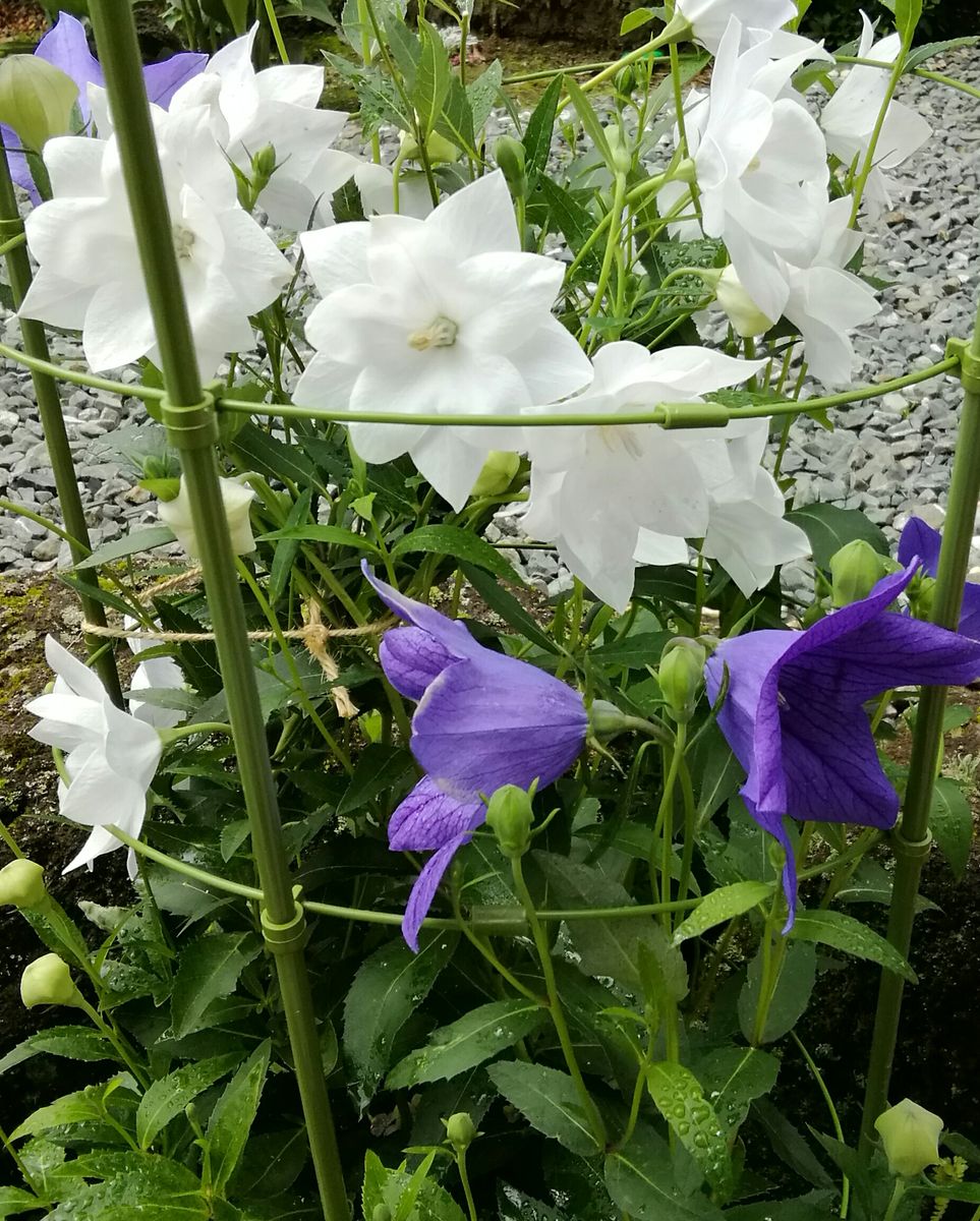 今日のお花達🌼