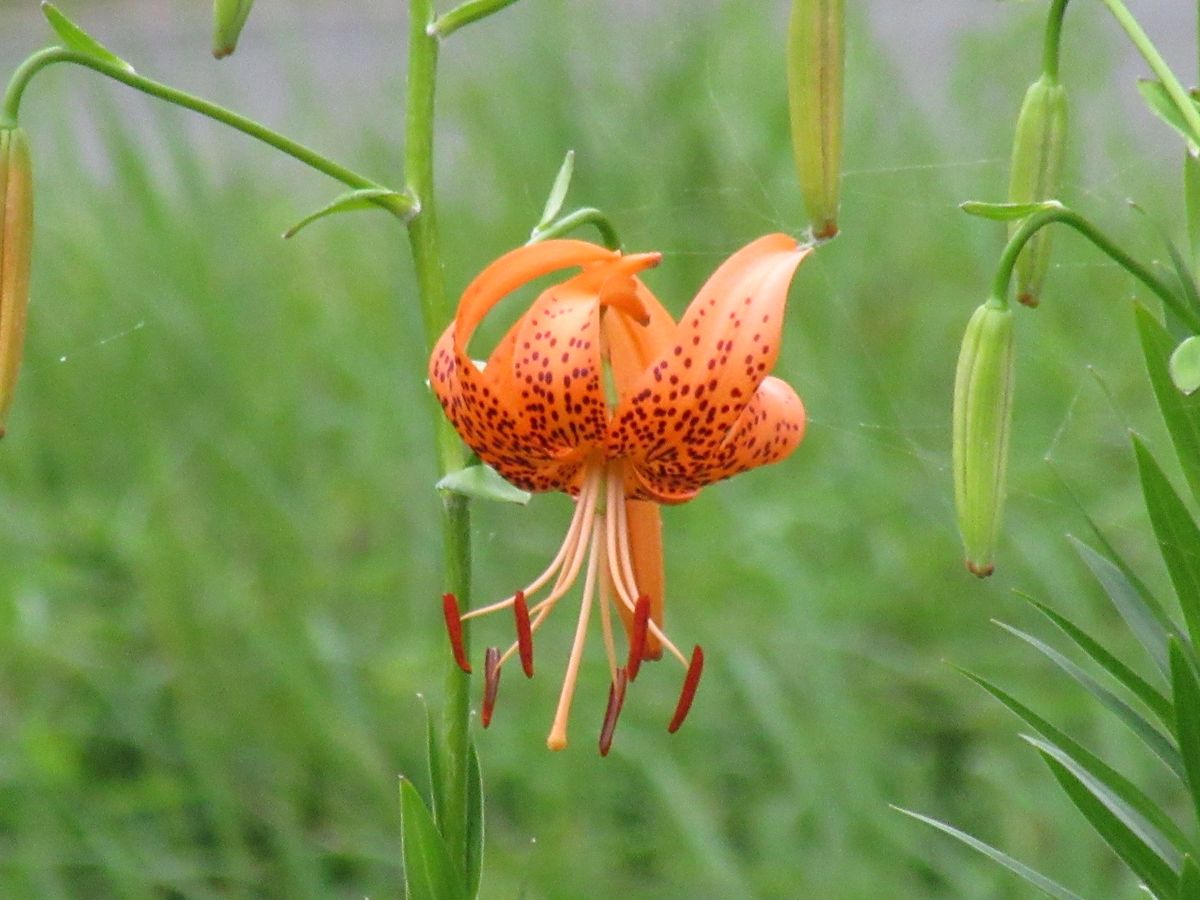 由愛(ゆめ)の花日記♪