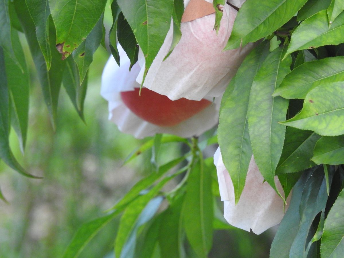 薄曇り。蒸し暑い。桃🍑、。