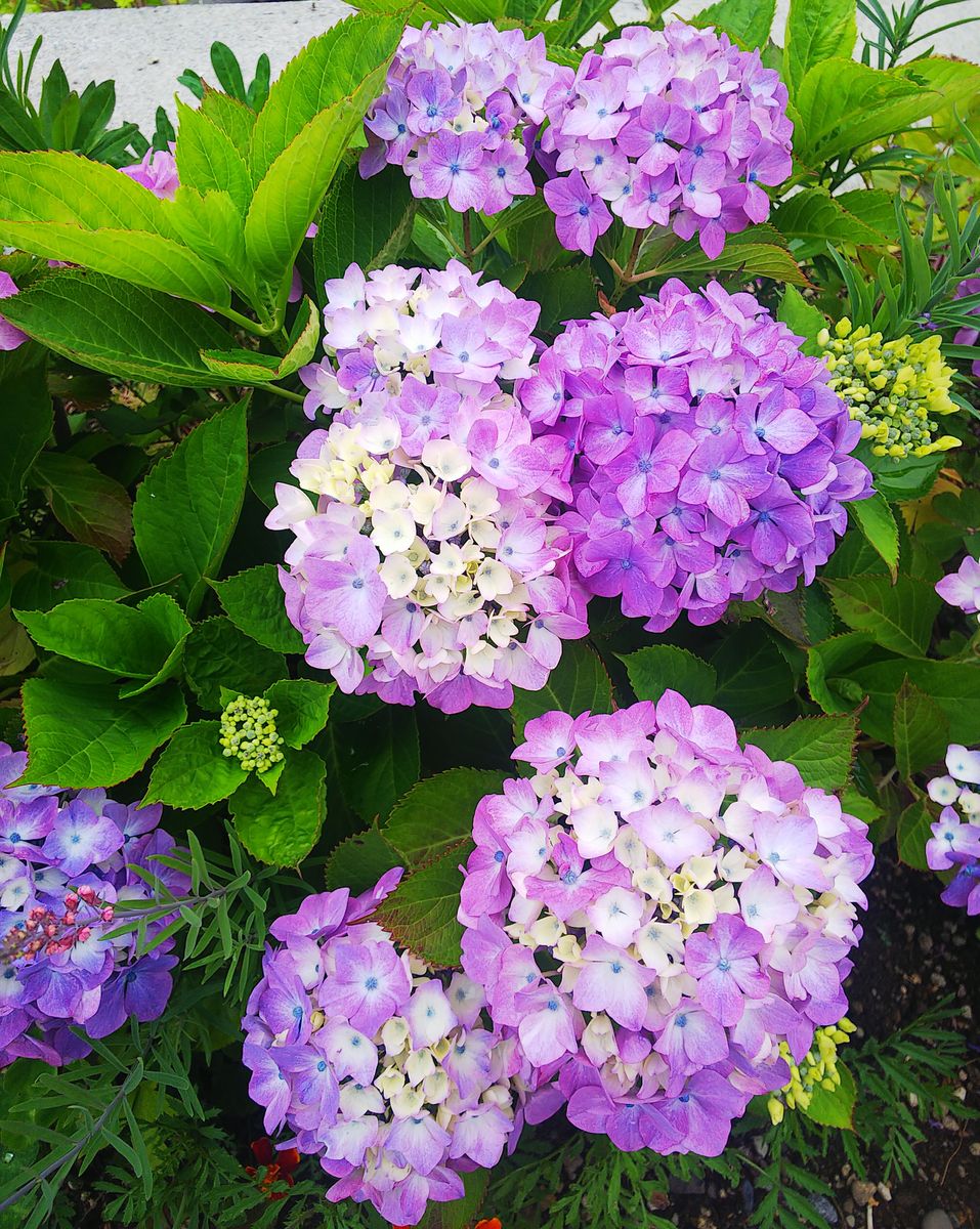 函館坂道の紫陽花①