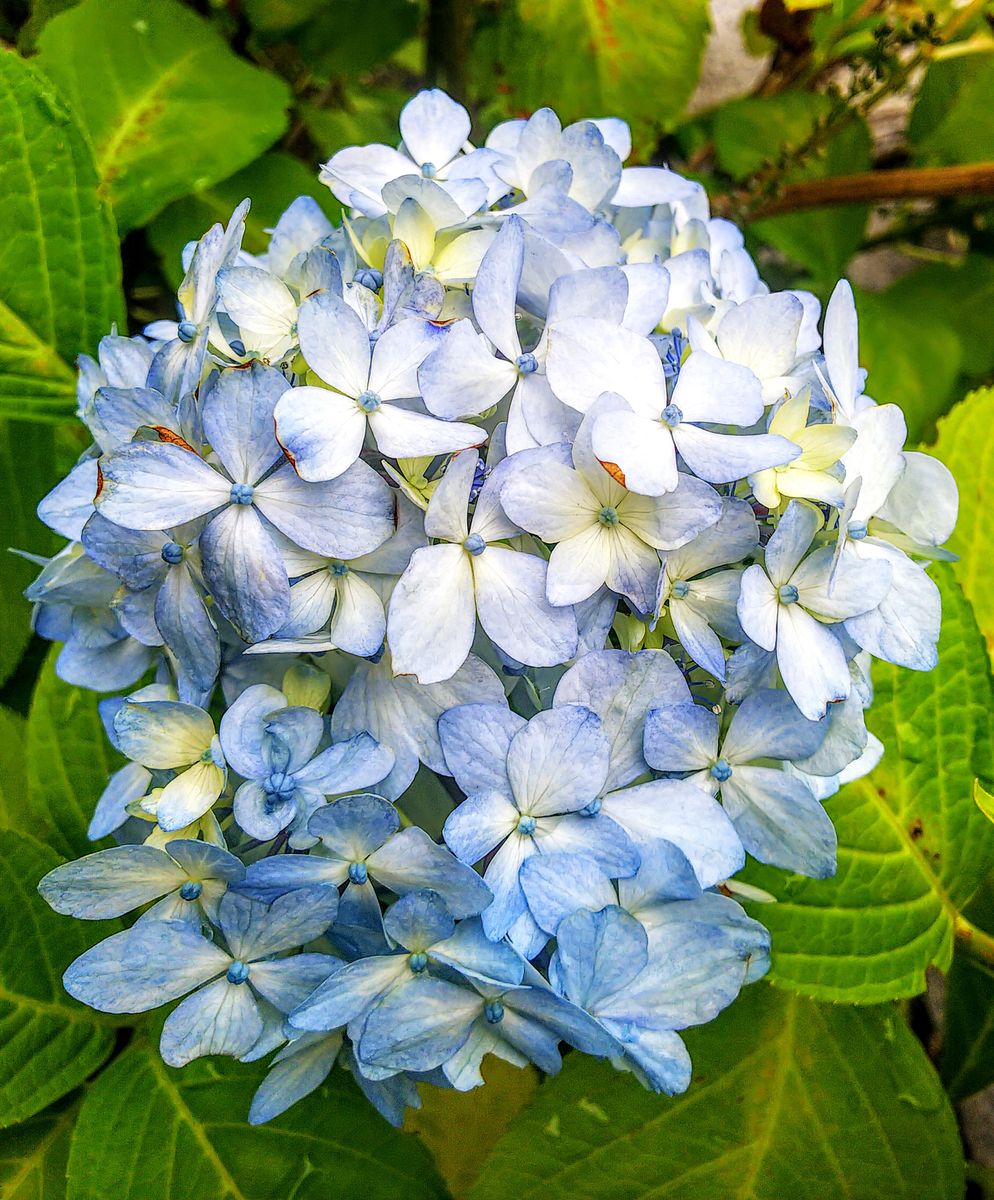 函館坂道の紫陽花①