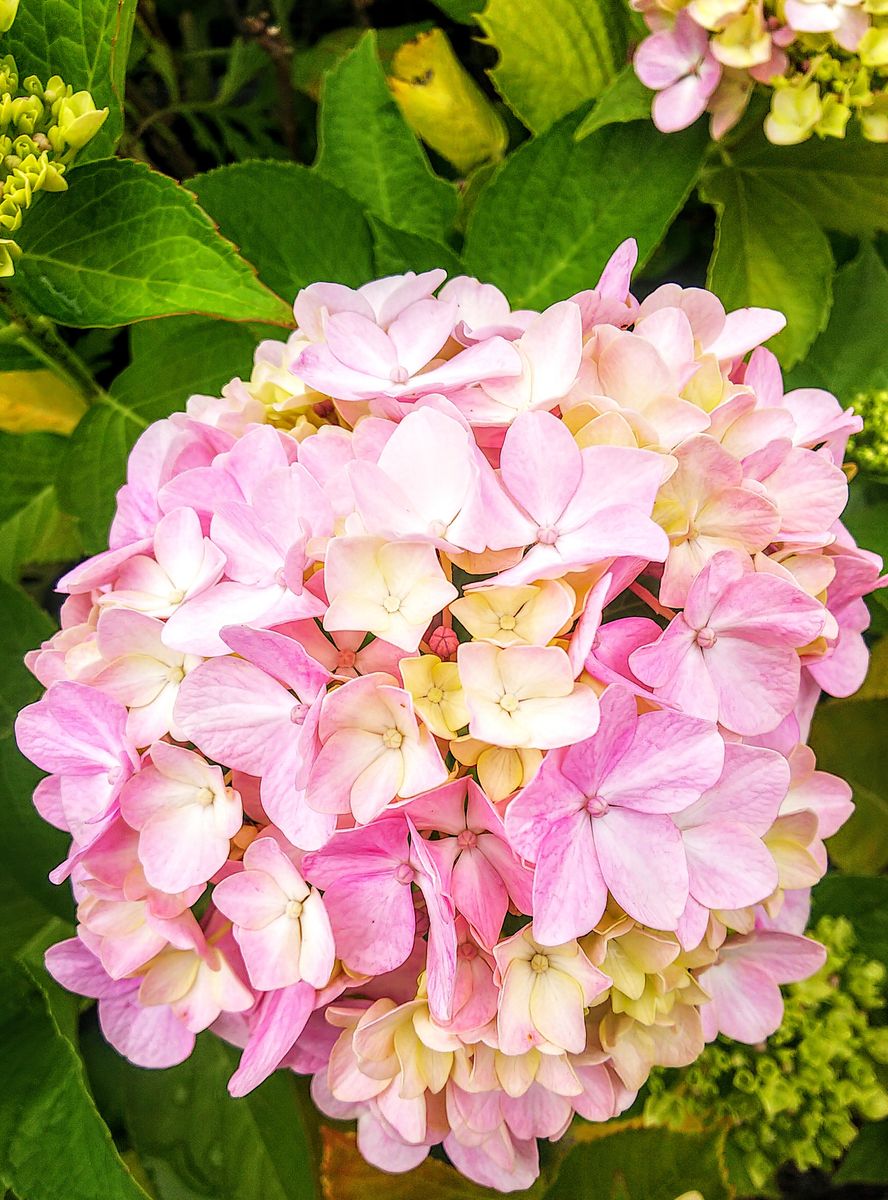 函館坂道の紫陽花②