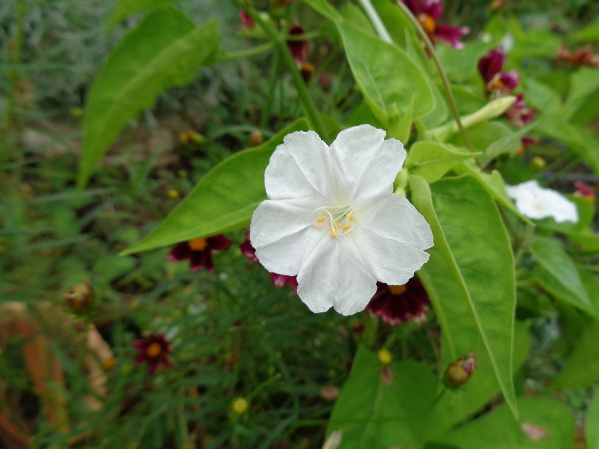 いろいろなお花たち