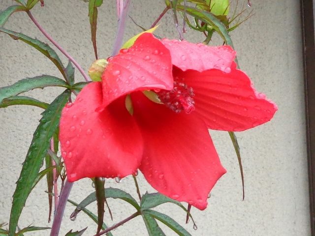 雨の庭より･･･