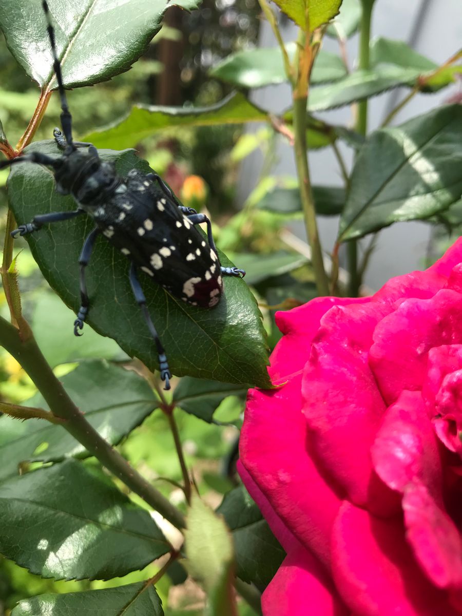 今日の薔薇🌹 7/20