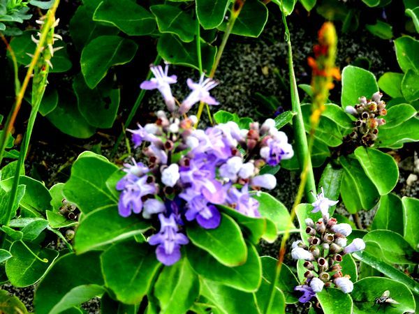 夏の浜の植物～ハマゴウ