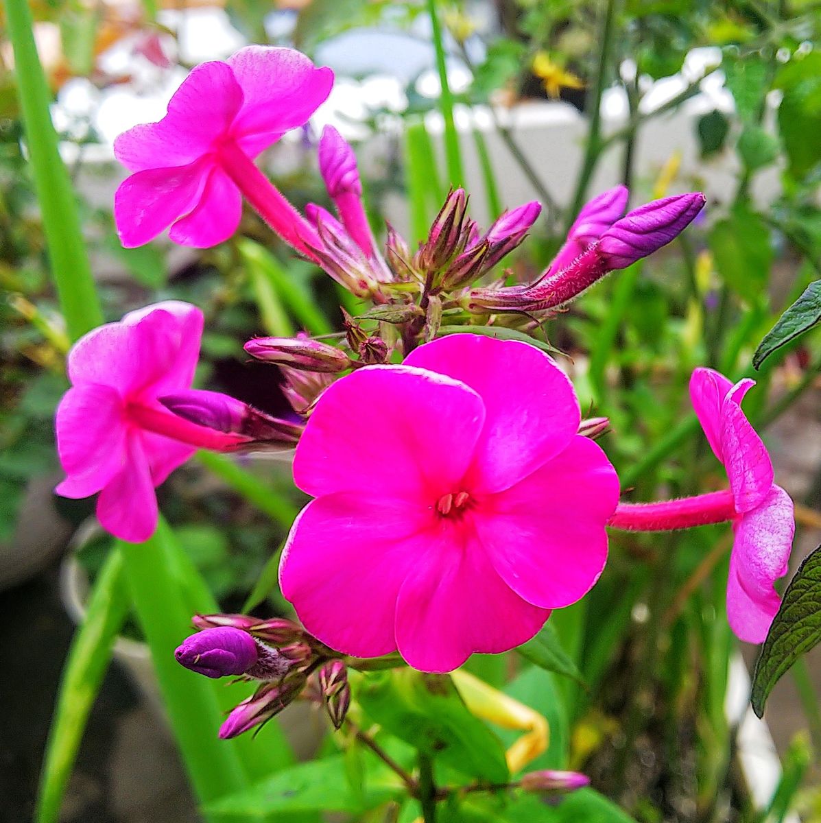 ピンクの花たち🌺②