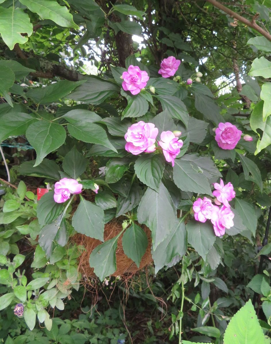 今日の花　(19.7.23)