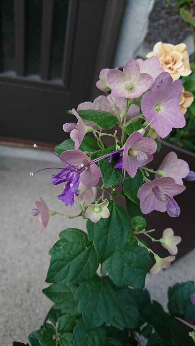 はじめてのお花ちゃん