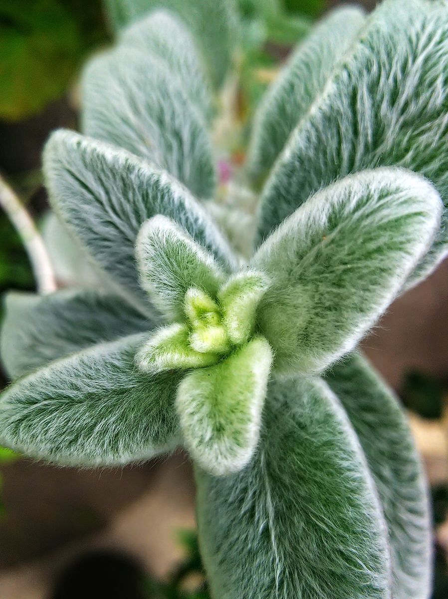 種こぼれと挿し木の花