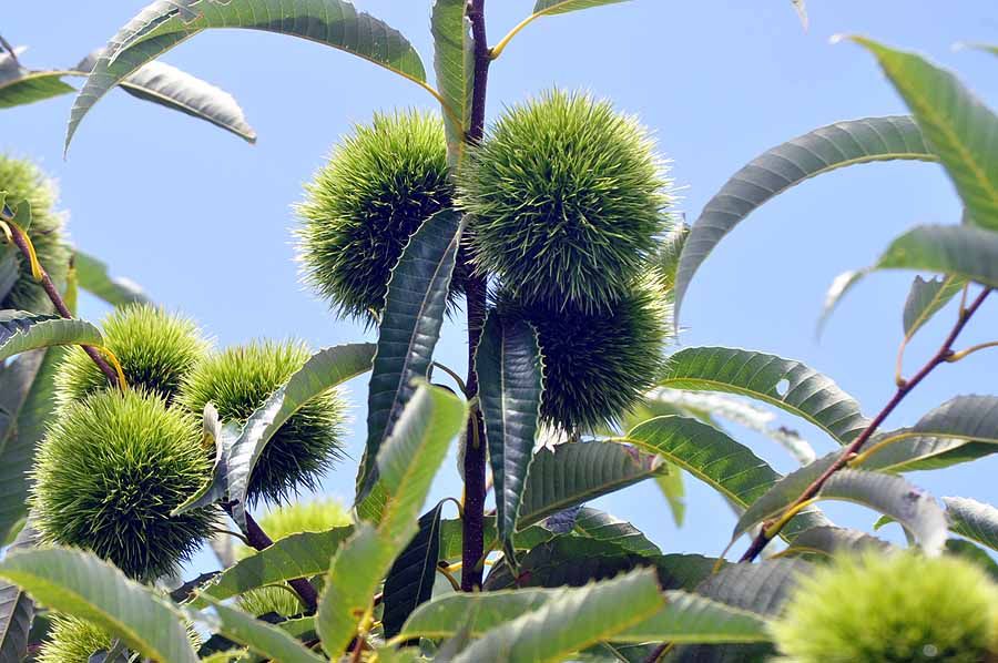 みんなに見せてくれる花園