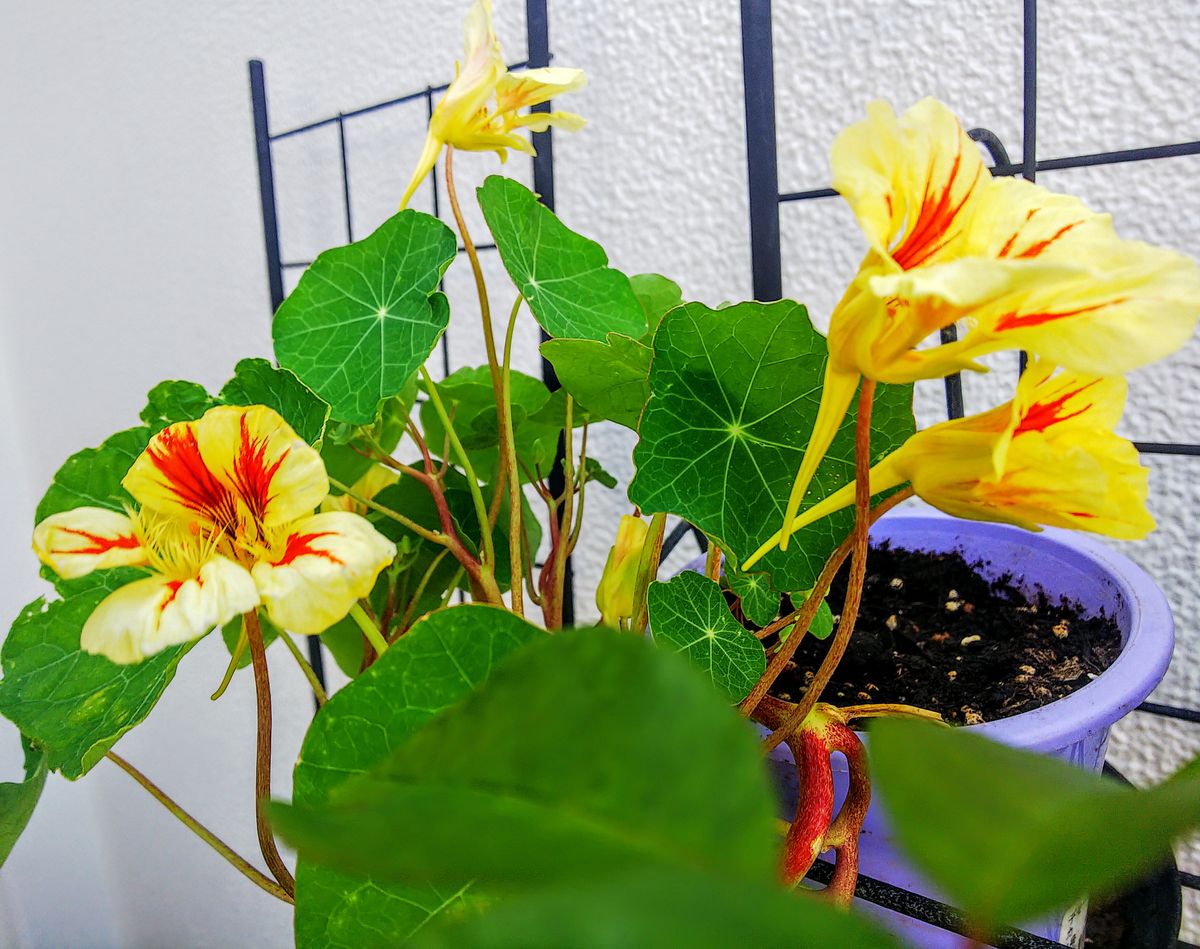 美しいベランダの花🌺🥀