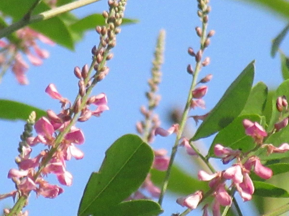 由愛(ゆめ)の花日記♪