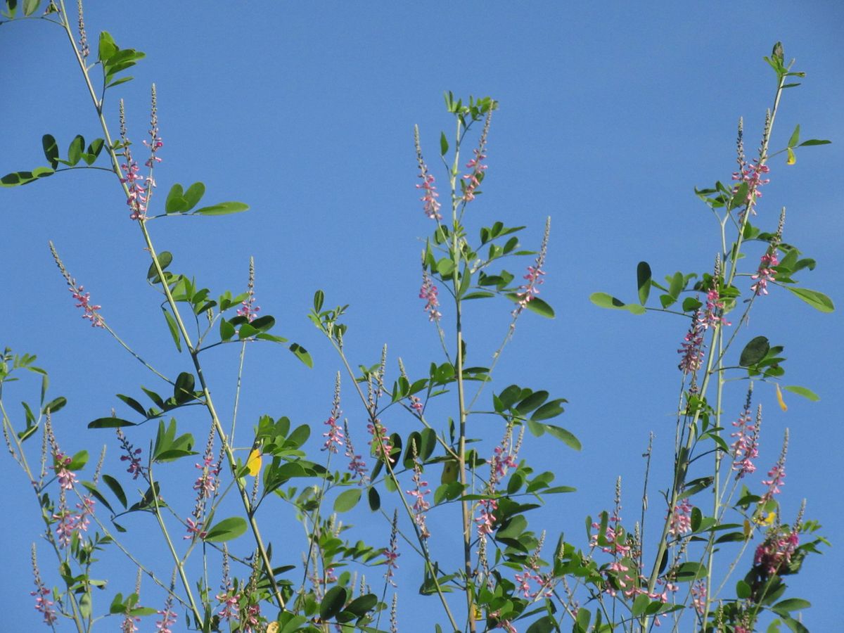 由愛(ゆめ)の花日記♪