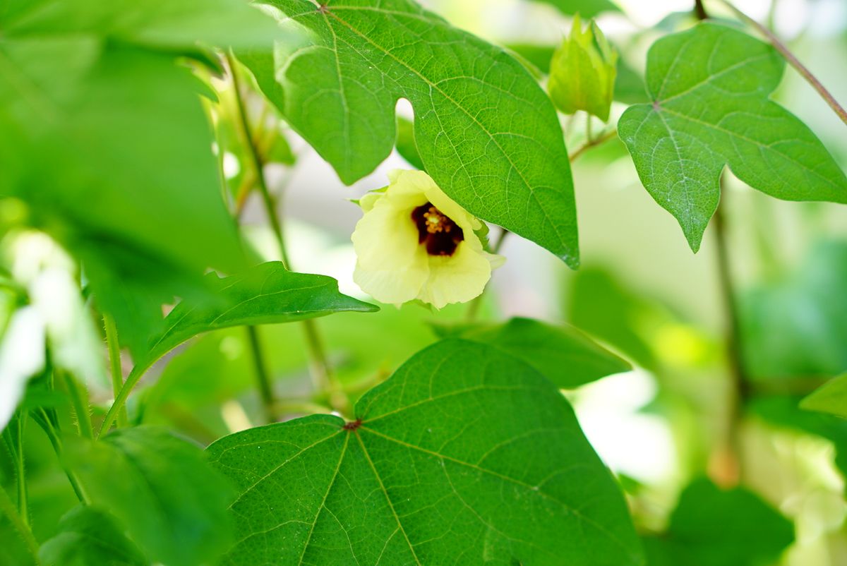 ワタの花