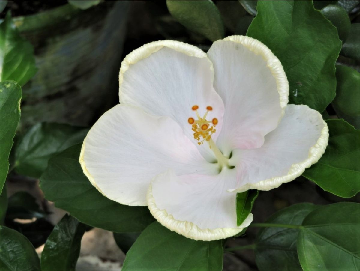 🌻今日の花たち🌻その89