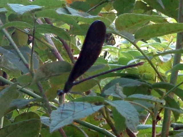 バラの庭の生き物たち