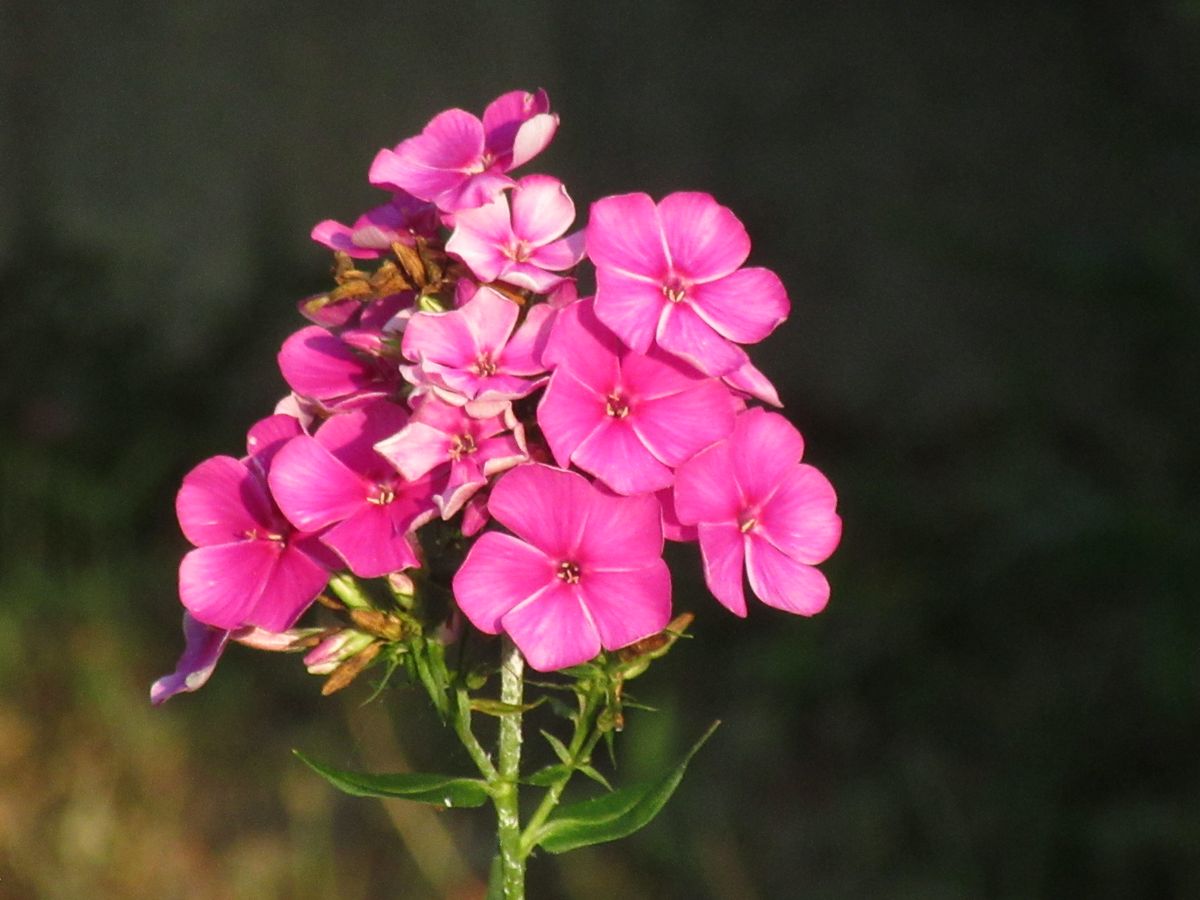 由愛(ゆめ)の花日記♪