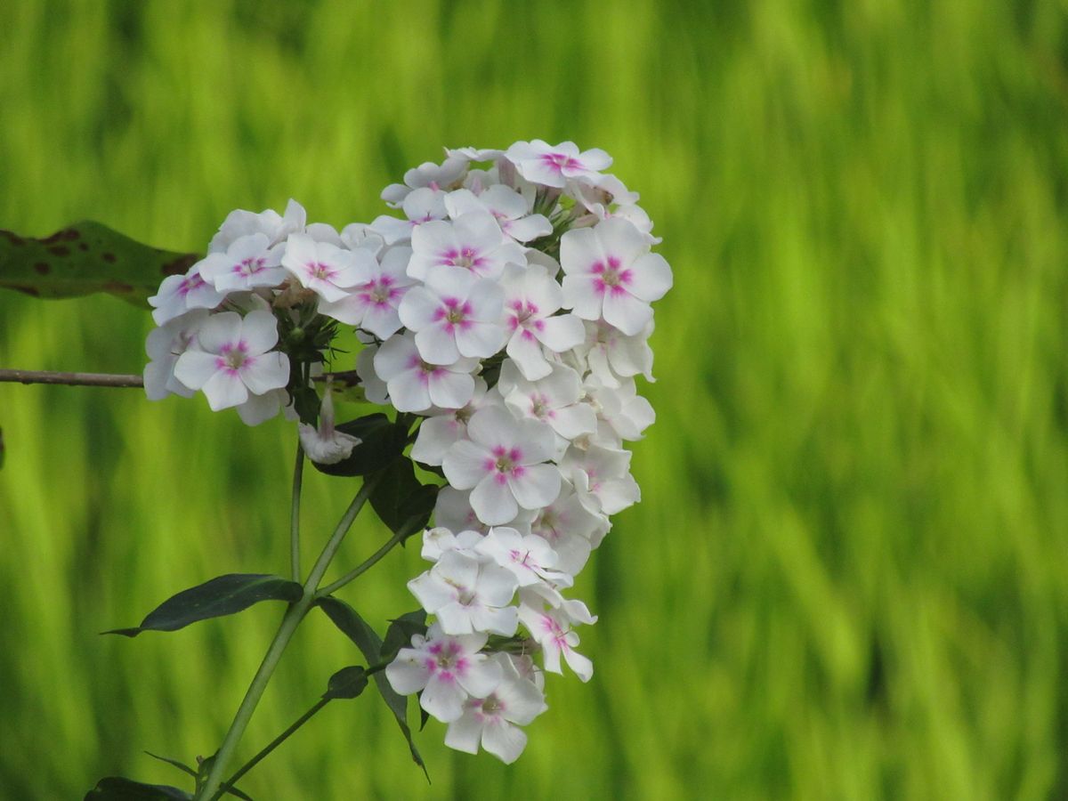 由愛(ゆめ)の花日記♪