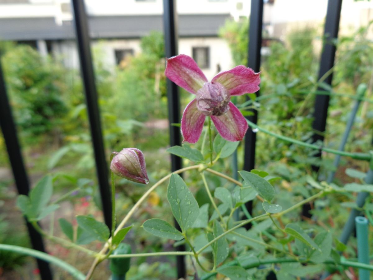 今朝の花