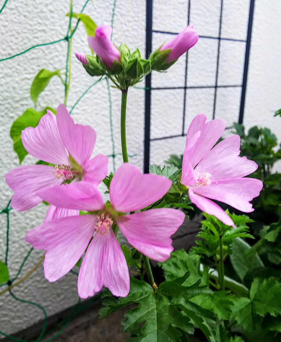 朝のベランダの花🌺