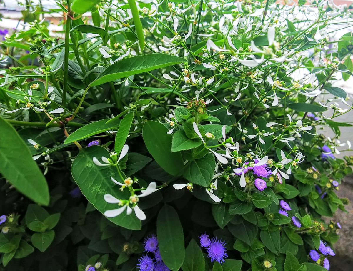 朝のベランダの花🌺