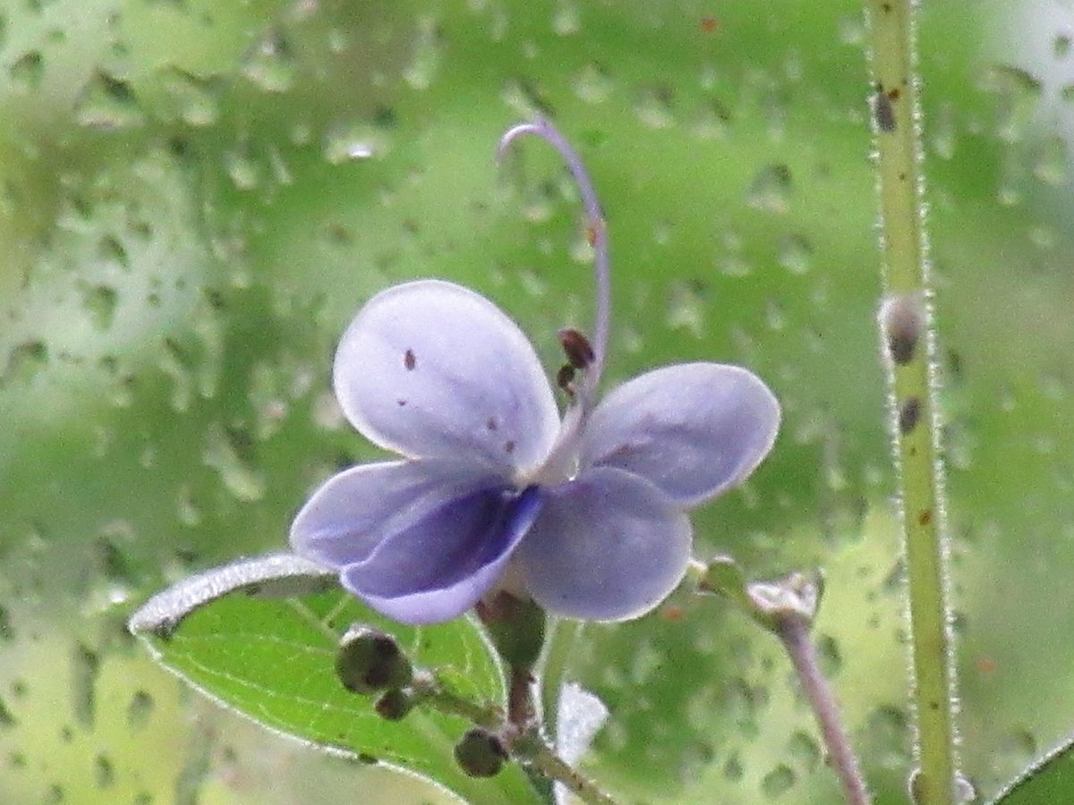 由愛(ゆめ)の花日記♪