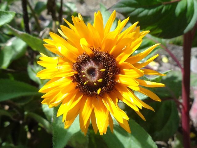 今日の庭より･･･黄色の花