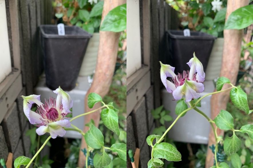 美佐世さん初開花です