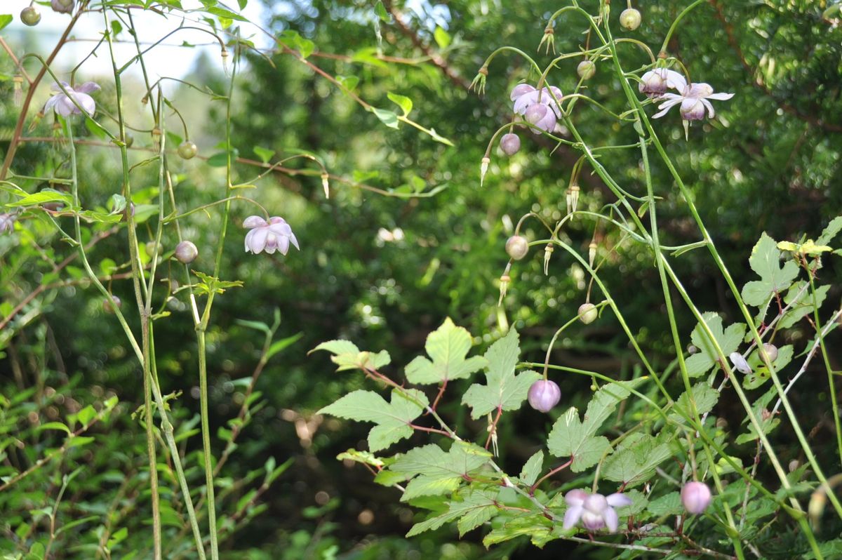 六甲高山植物園に行ってきました！３