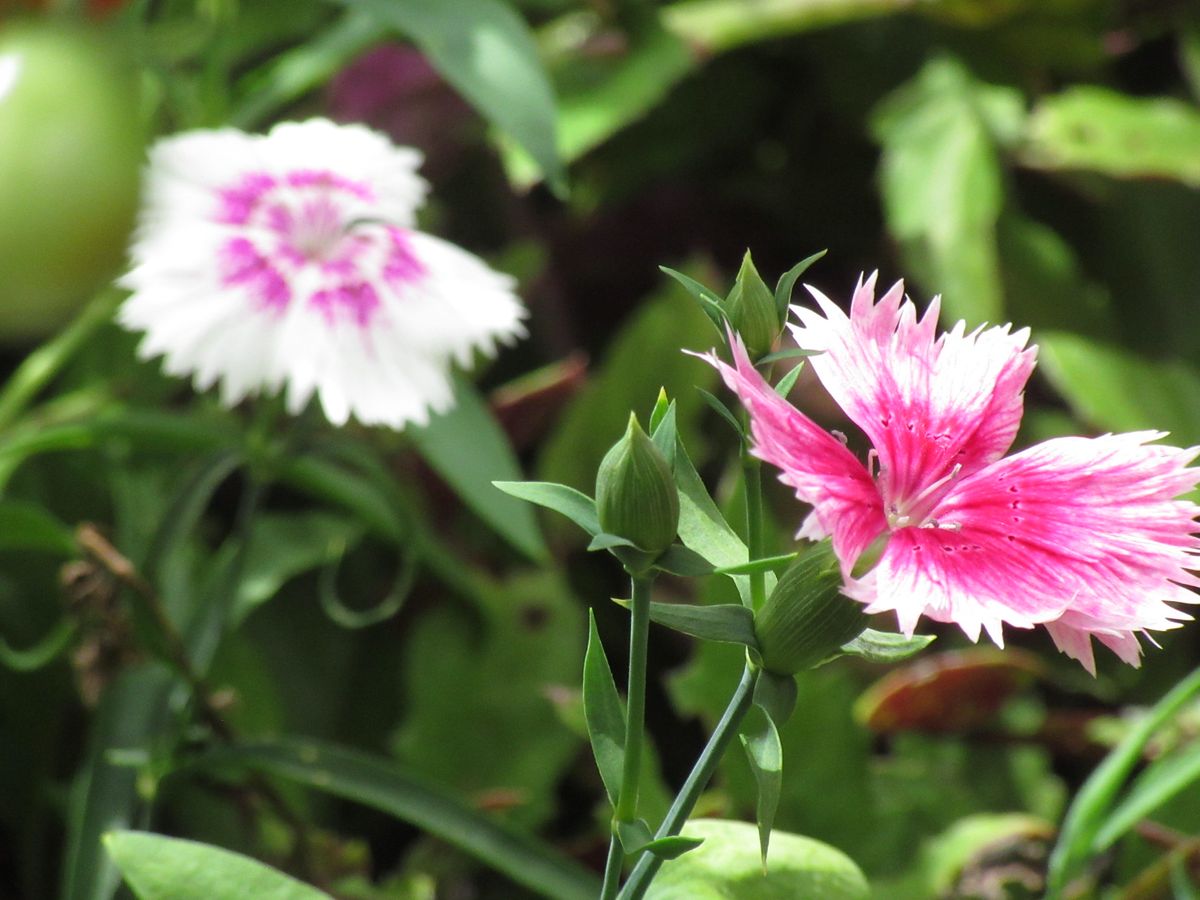 由愛(ゆめ)の花日記♪