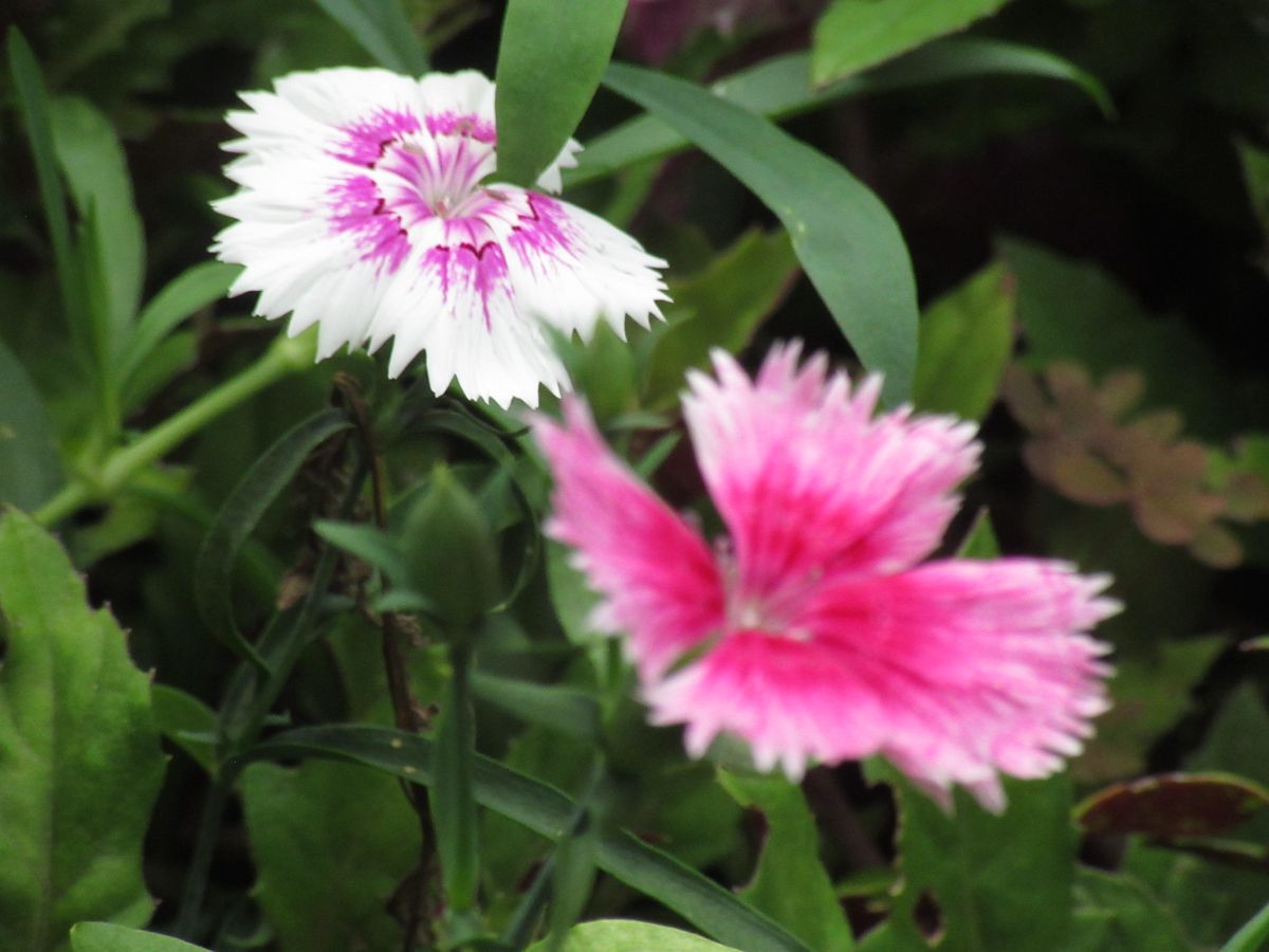 由愛(ゆめ)の花日記♪