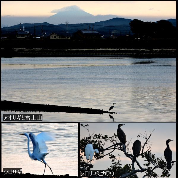 花鳥風月。ウォーキングMS⑦ 195日目(2385日目)