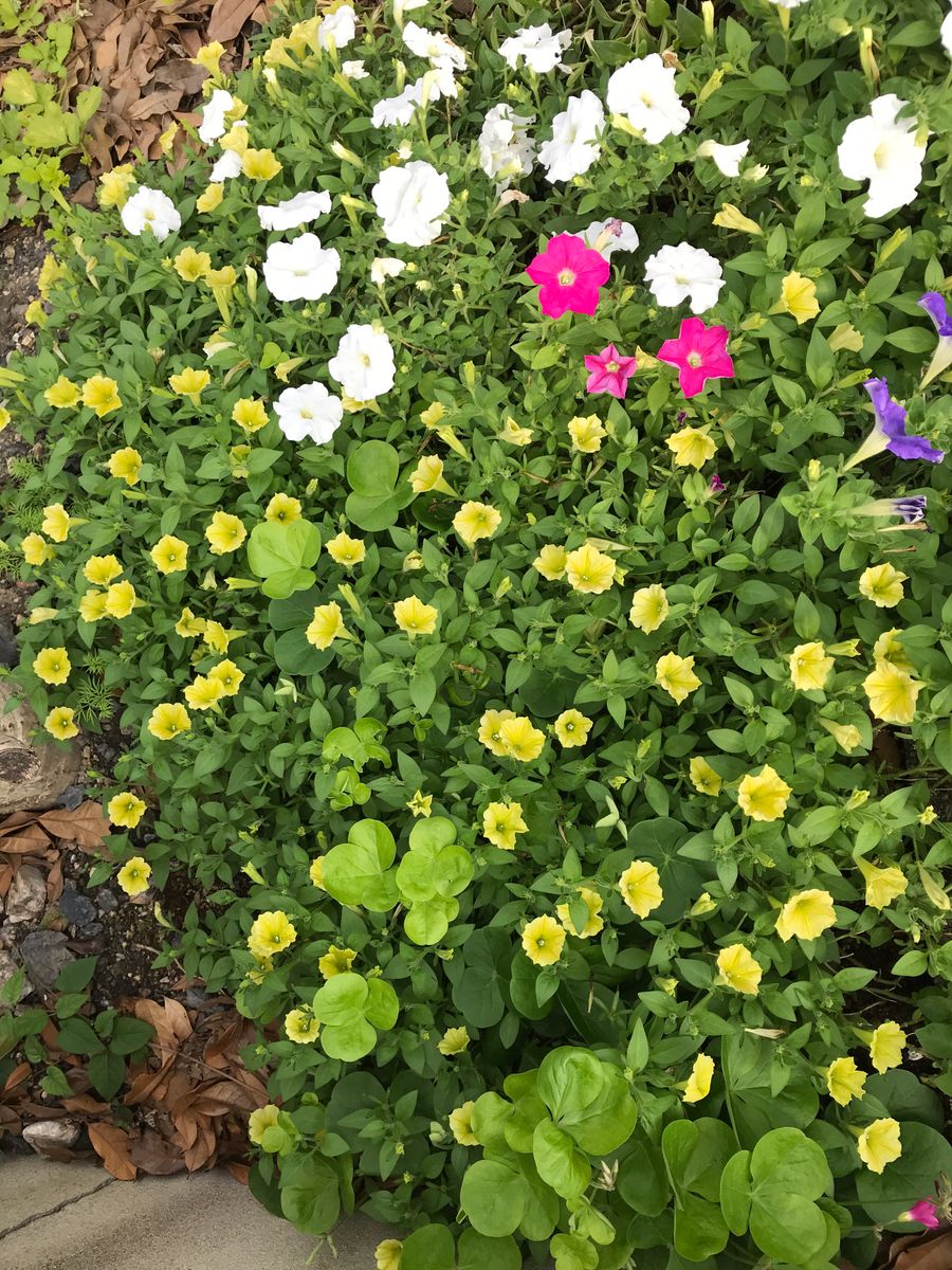 駐車場横の花壇