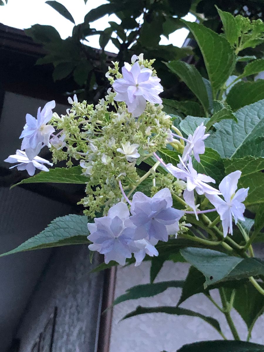 紫陽花返り咲き。