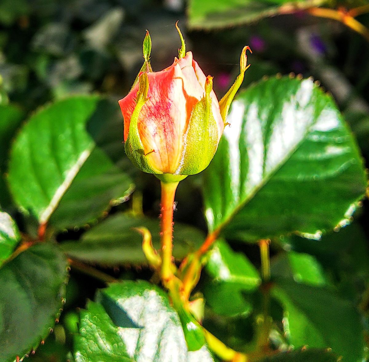 朝のバラ🌹