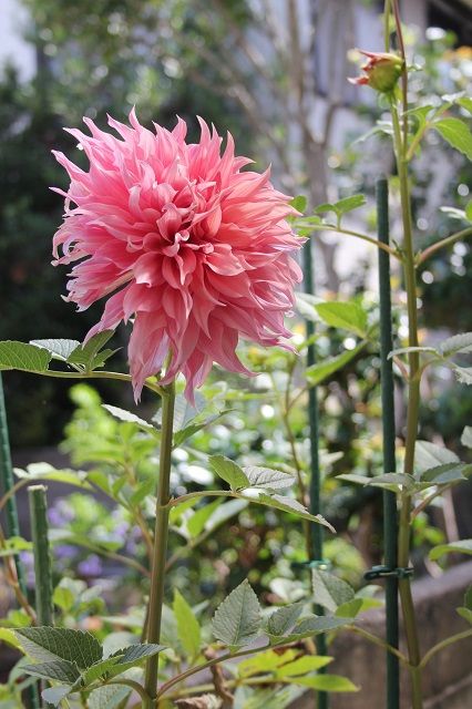 ダリアに秋の花が咲き始めました