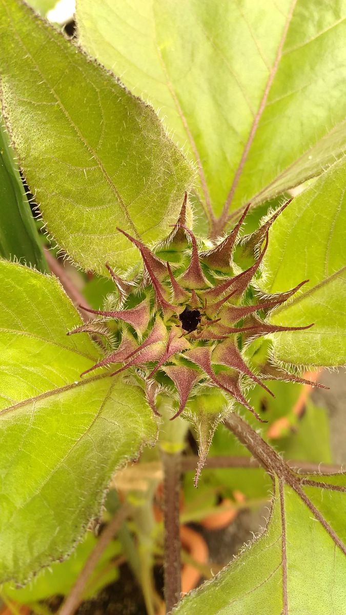 ひまわり🌻2種🌻開花間近