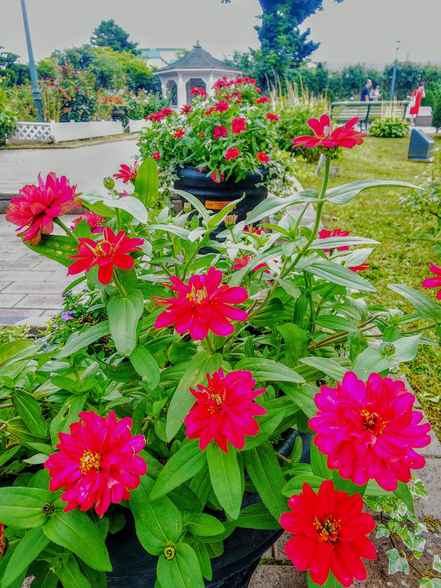 旧英国領事館の花たち🌺