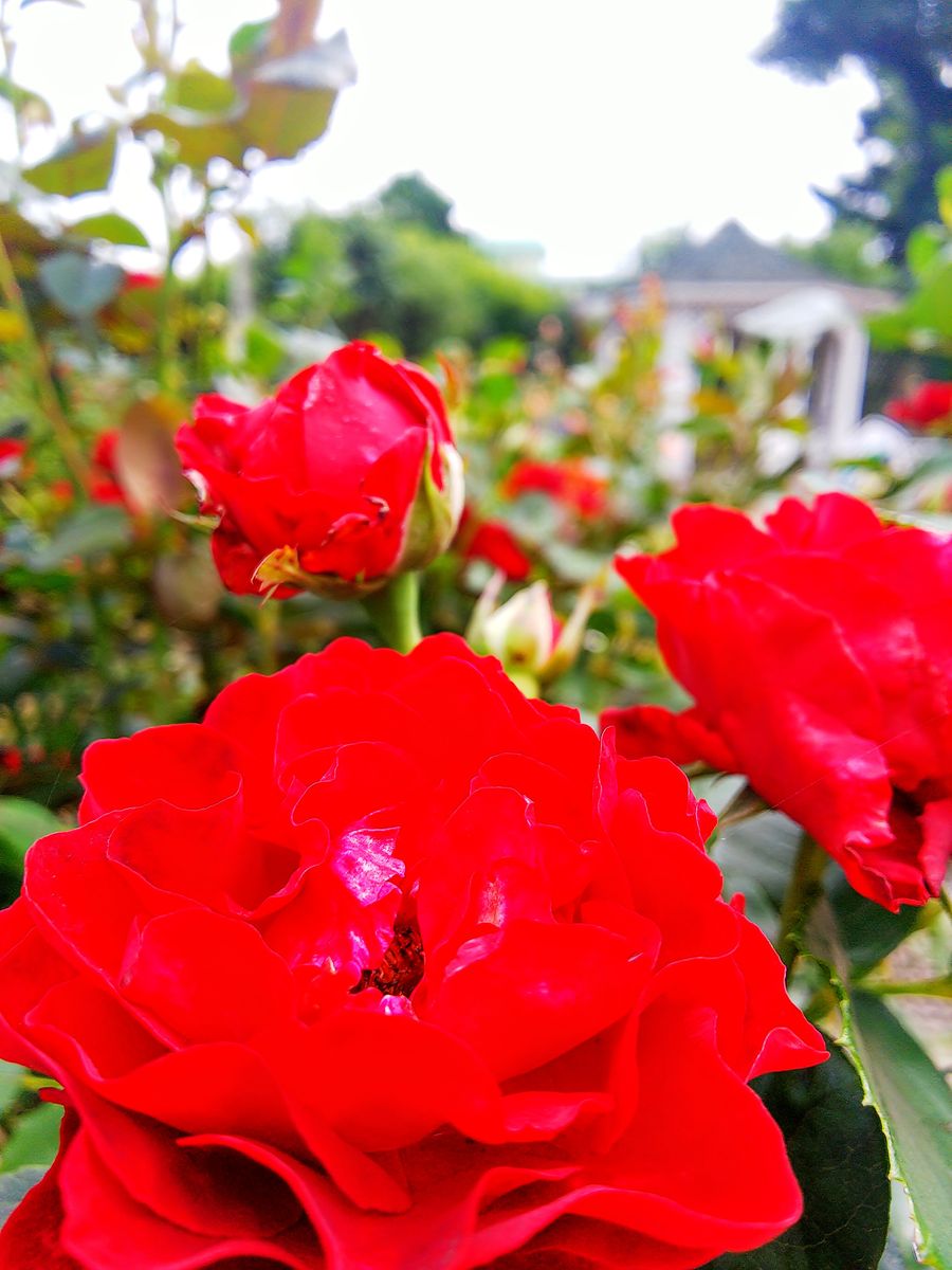 旧英国領事館のバラ🌹②