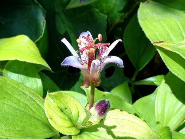 秋の足音が感じられる花