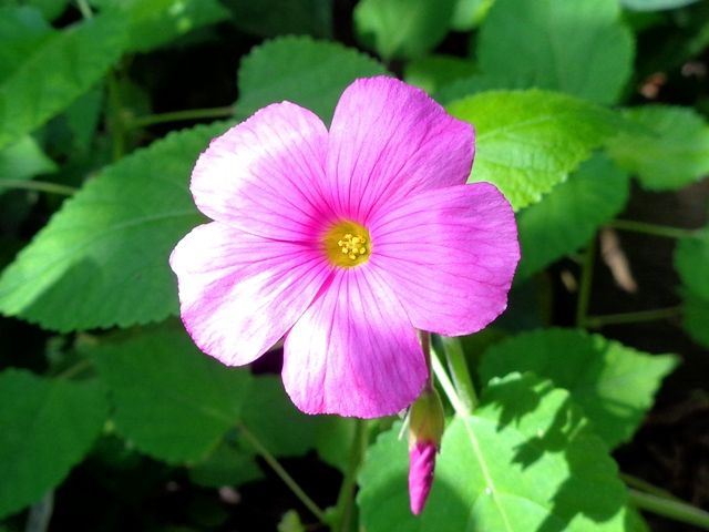 秋の足音が感じられる花