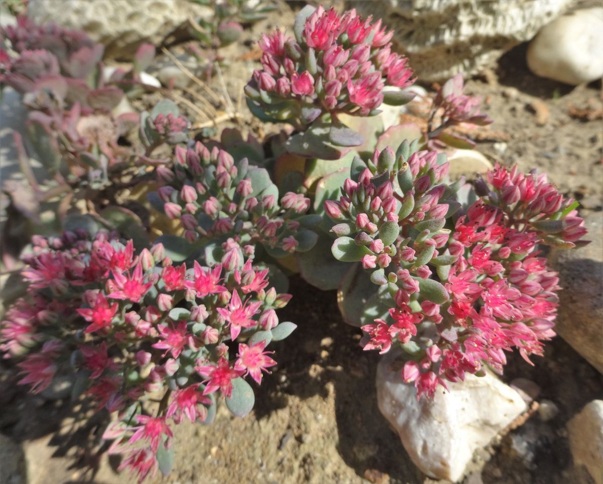 ミセバヤが開花し始めました