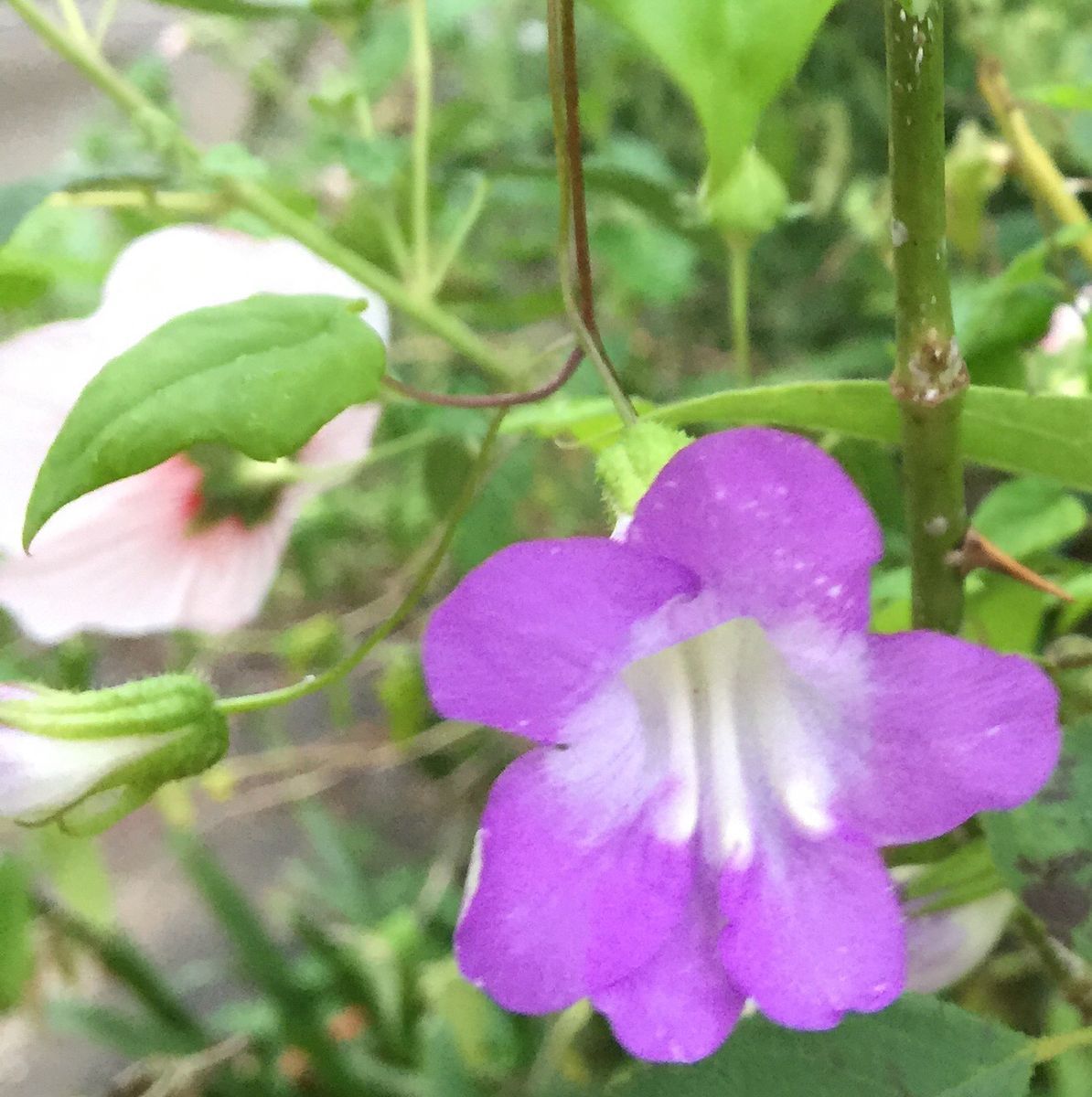 今日の花