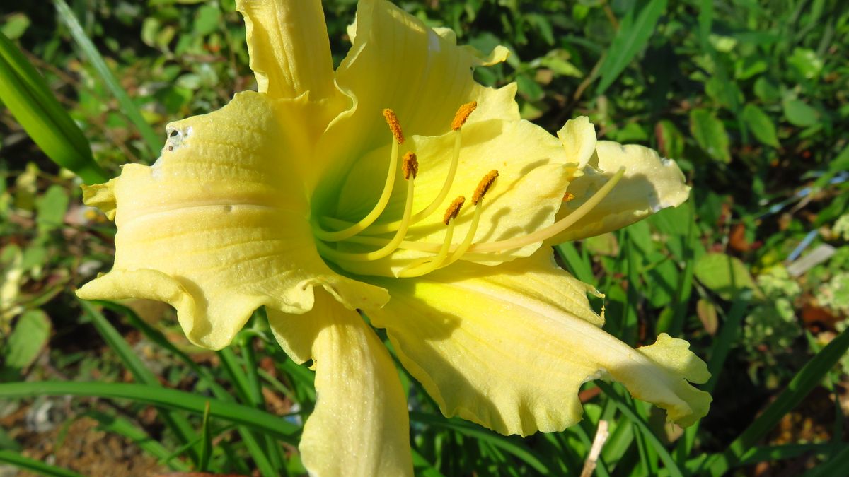 来年の地植え候補ナンバーワン