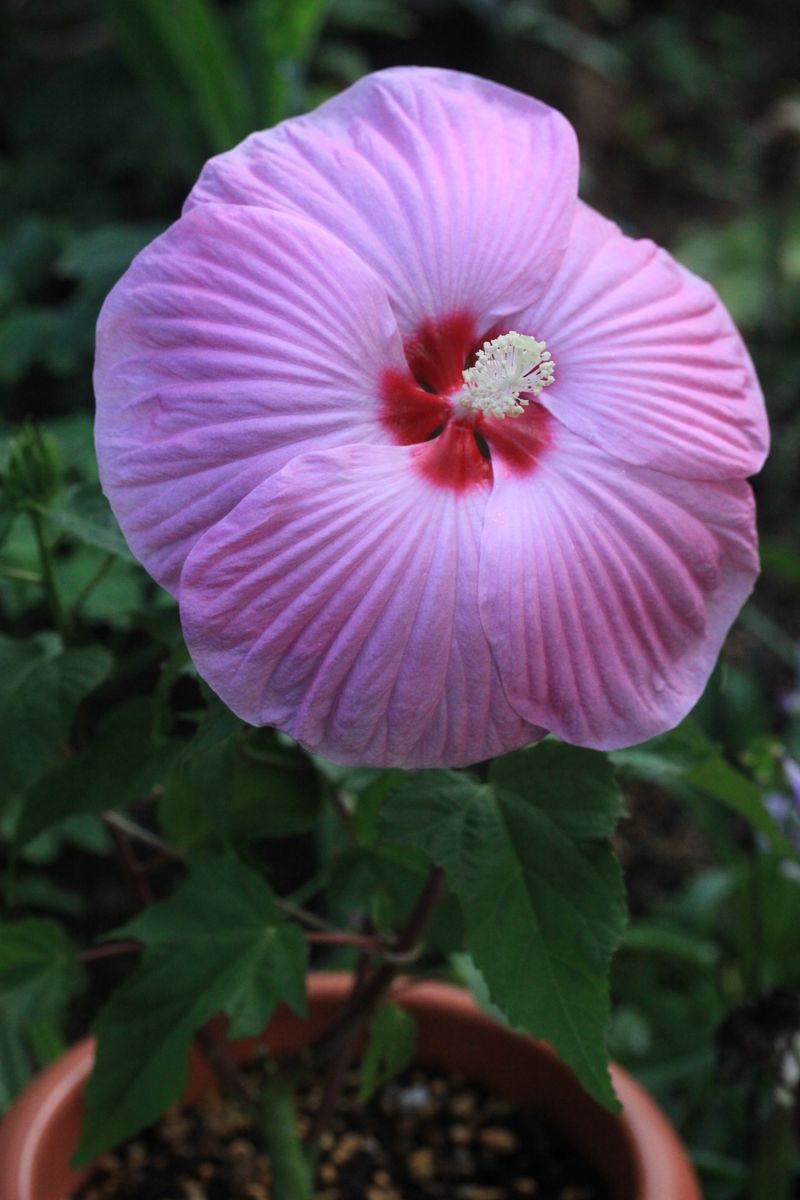 花姿～昨日・今日･明日の蕾！