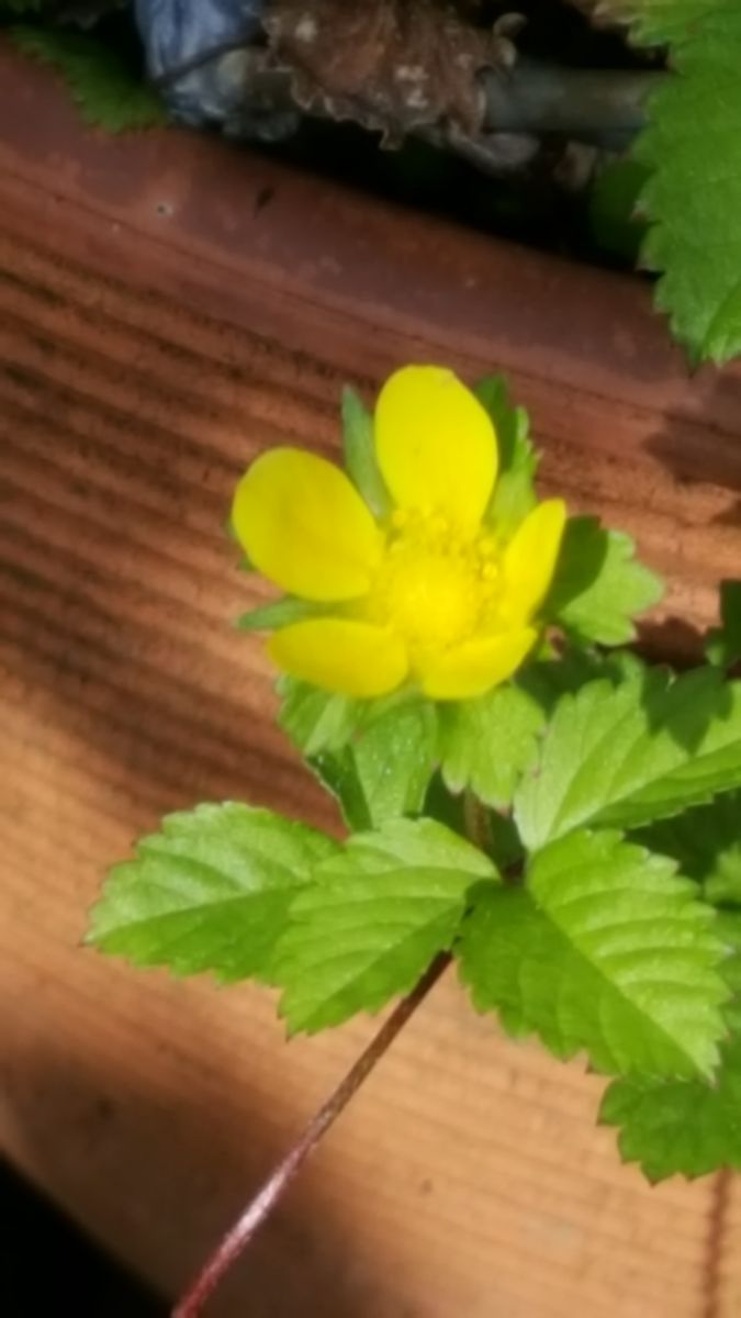 ふくおかルーバルガーデン2～初秋🎑の庭便り～朝焼けの空にも秋を感じて❗