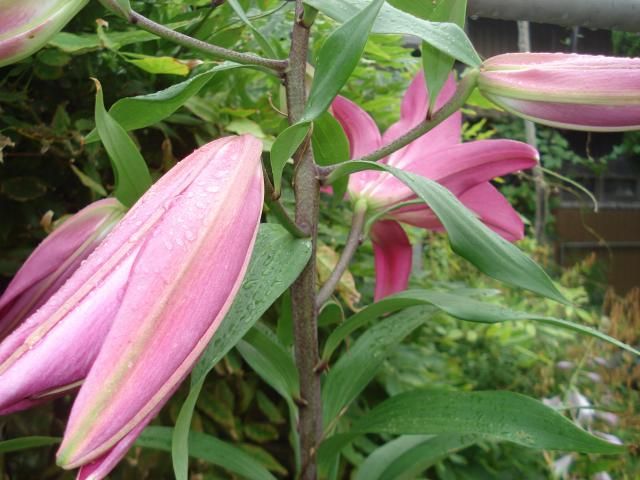 ユリ開花しました。