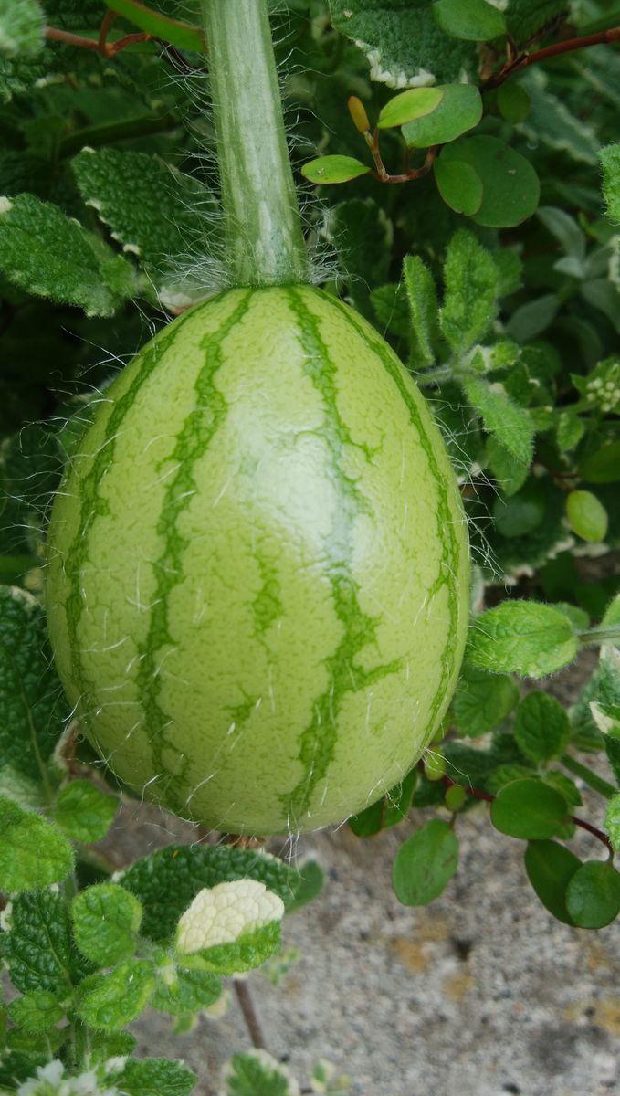 スイカ、ずんずん成長🍉